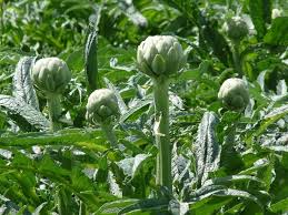 See full list on thespruce.com Growing Artichokes In Containers Pots Information Agri Farming