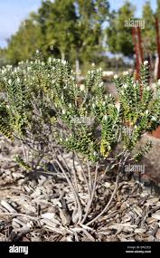 Image result for Thymelaeaceae