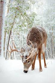Le Paysage D Hiver En 80 Images Magnifiques Archzine Fr Fond Ecran Animaux Image Fond Ecran Fond Ecran Gratuit