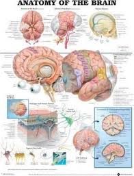 Pdf Book Anatomy Of The Brain Anatomical Chart