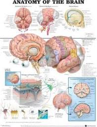 pdf book anatomy of the brain anatomical chart