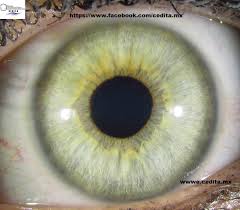 Iris 6 Follow Fosterginger Pinterest For More Pins Like This No Pin Gozler
