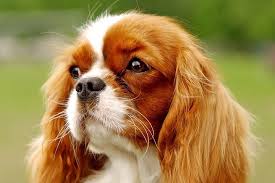 Dogs That Don T Drool A Lot