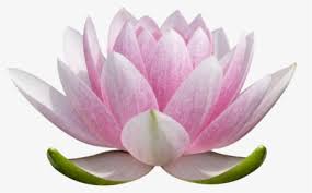 Pin By Gordana Granatir On Drawing In 2020 Lotus Flower Drawing Flower Drawing Lotus Flower