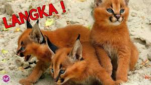 Jenis Kucing Termahal Di Dunia 2020 Youtube