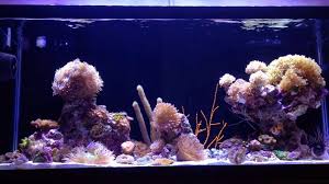 Aquascape fix can be used to glue corals, rocks, or decorations in your fresh or saltwater aquarium. Aquascape Eye Candy 11 Examples For Inspiration Marine Depot Blog