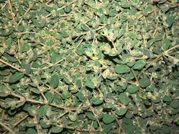 Image result for Euphorbia granulata
