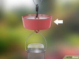 Photo by brian kushner via birdshare. 3 Ways To Keep Ants Off Hummingbird Feeders Wikihow