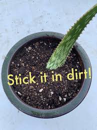 They are prized for their if you are uncertain whether your succulent plant is displaying normal behavior or is signaling that there is. Succulent Plant Identification Diagnosis And Troubleshooting Home Facebook