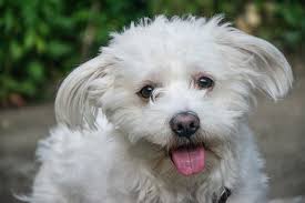 Bichon frise do well with the elderly or disabled. Bichon Frise Rescue Lovetoknow