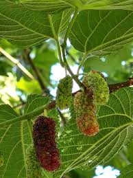 Image result for Morus indica