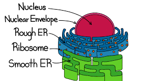 Transportation of food material, water and. Rough Endoplasmic Reticulum Rer Structure Function Expii