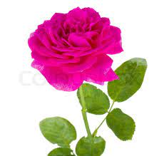 129,000+ vectors, stock photos & psd files. Pink Rose Flower Stock Image Colourbox