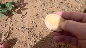 Varieties highly recommended for desert climates like arizona include punta banda, celebrity, pearson, and cherokee purple. Growing Potatoes In Arizona Youtube