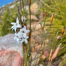 Image result for Cyphia lasiandra