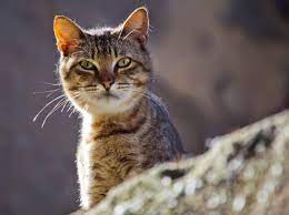 Ich möchte so gerne, dass ich sie selbständig rauslassen kann und nicht immer schauen muss, wo sie gerade sind. Warum Katzen Immer Nach Hause Finden