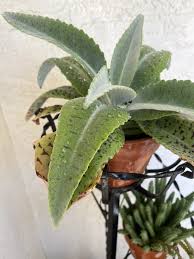 Image result for Kalanchoe gastonis-bonnieri