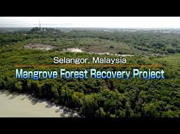 The matang mangrove forest reserve (gps: Mangrove Forest Recovery Project Selangor Malaysia Youtube