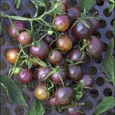 The hardiest tomatoes for hot and. Black Cherry Tomato Seeds 2380 Osc Seeds