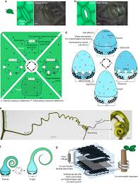 The cell will only expand a little and so pressure outwards build up resisting the entry of. Osmosis Based Reversible Actuation From Plant Cell To A Tendril Like Download Scientific Diagram