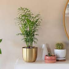 Light requirement for parlor palm: Parlor Palm Plant Care Growing Guide