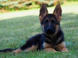 Mighty michigan's sascha x joyful acres ice. German Shepherd Puppies For Sale In Michigan Change Comin