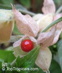 Image result for Withania