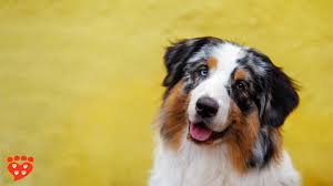 Maybe you would like to learn more about one of these? All About Dogs