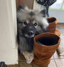 Let your haircut planning commence! The Keeshond Meet The Ancient Dutch Barge Dog Of Your Dreams K9 Web