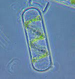 Dengan bantuan cahaya matahari, chlorophyta dapat melakukan fotosintesis. Spirogyra Wikipedia Bahasa Indonesia Ensiklopedia Bebas