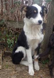 Hund vom tierheim sucht ein zuhause. Hunde In Not Mischlingshunde Kleinanzeigen Hundemarkt
