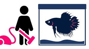 How To Clean Your Betta Fish Tank The Easy Way Okay You Got Your First Betta Fish But Find It A Huge Hassle To Betta Fish Tank Betta Fish
