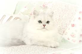 See more of fluffy marshmallow on facebook. Marshmallow Silver Chinchilla Male Currently Available 660 292 2222supior Quality Persian Himalayan Kittens For Sale In A Rainbow Of Colors In Business For 32 Years