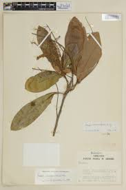 Image result for Polystachya macropoda