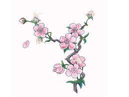 Drawing cherry blossom tree stencil. Japanese Cherry Blossom Tree Stencil Novocom Top