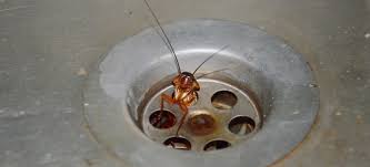 prevent roaches in your drains