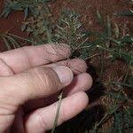 Image result for Sporobolus coromandelianus