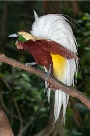 Lesser Bird Of Paradise Images Pin On Bird Of Paradise I