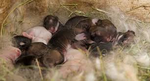Important Tips To Follow While Caring For A Newborn Baby Rabbit Newborn Care Newborn Baby Newborn