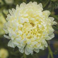Tower Yellow China Aster Seed Johnny S Selected Seeds Aster Flower Flower Seeds Bulb Flowers