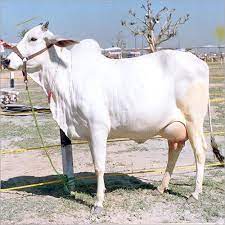 सपने में दिखे यह 3 चीज: