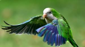 Madrid: l'enfer vert de perruches argentines - L'Express