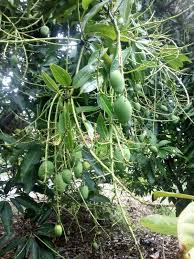 Posted by unknown at 06:07. Pokok Harum Manis Di Mangga Harum Manis Dari Perlis Facebook