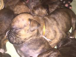 Media in category boxer puppies. Akc Boxer Puppies For Sale In Centerton New Jersey Classified Americanlisted Com