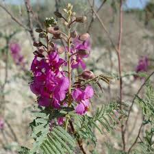 Image result for Gelrebia glandulosopedicellata