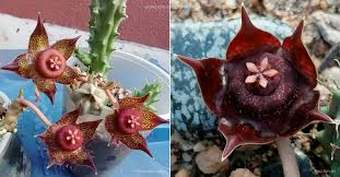 Image result for Duvalia polita