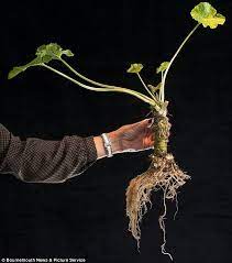 Hot Stuff British Farmer Becomes First In Europe To Grow Japanese Superfood Wasabi Spice Garden Wasabi Plants