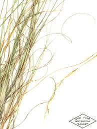 Image result for Aristida leucophaea