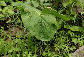 Image result for Stylochaeton puberulus