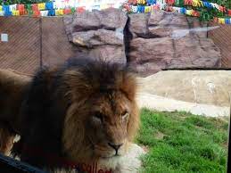 A Lion At The Zoo Animals Lion Lions